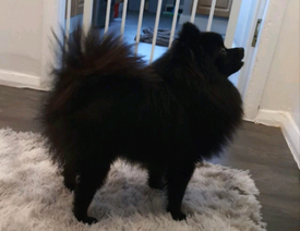 teacup pomeranian for sale gumtree